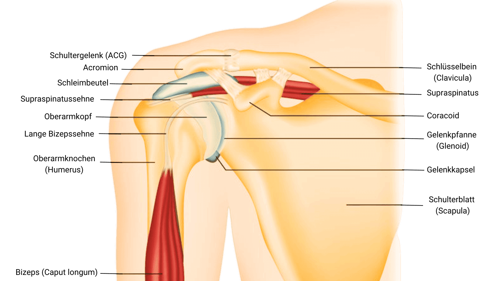 Anatomie des Schultergelenks und wo der Chiropraktiker helfen kann