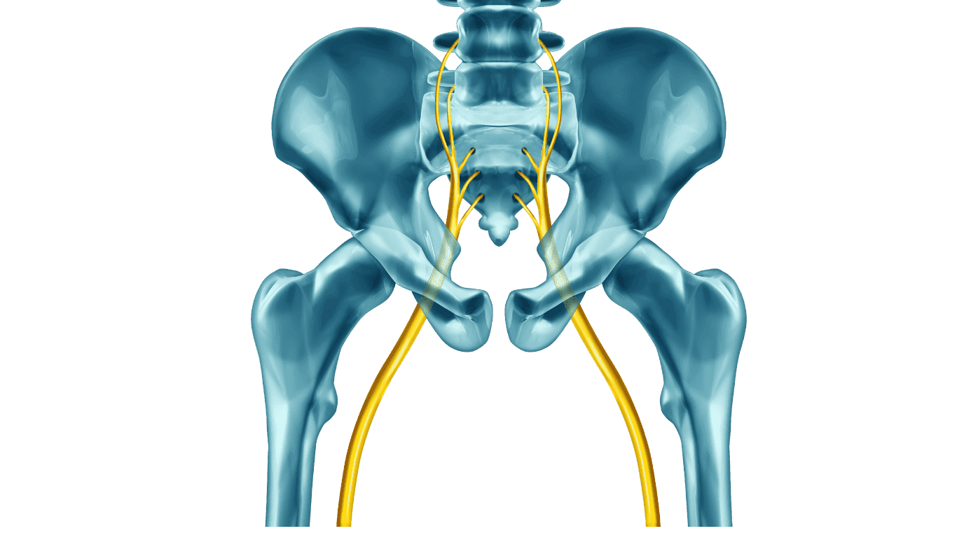 So sieht der Ischiasnerv aus - Chiropraktiker Hamburg erklärt