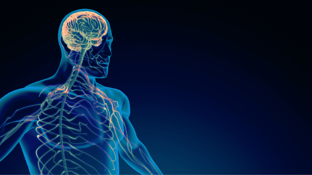 Chiropraktik und das zentrale Nervensystem